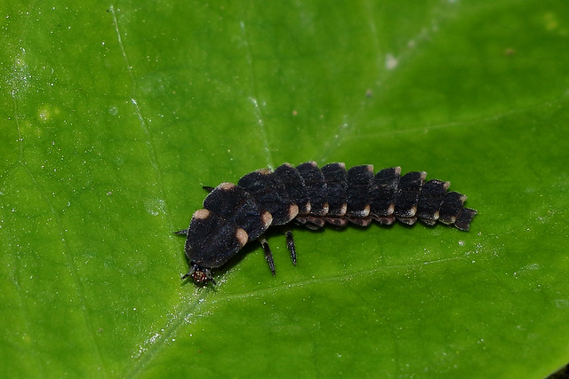 Lampyris noctiluca - Lucciola (larva)
