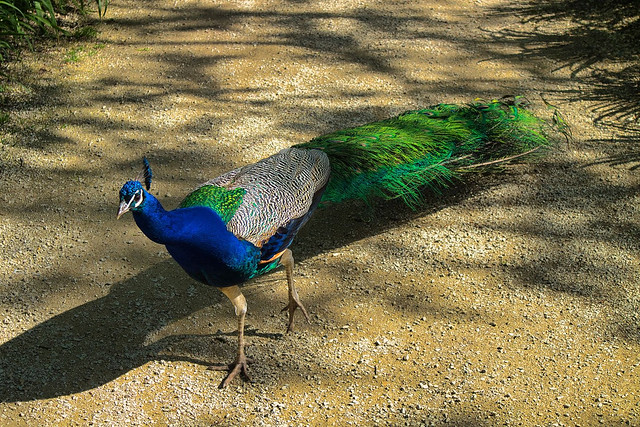 Castle Gardens Arcen (Kasteeltuinen): Peacock