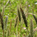 Rabbitfoot Grass (Polypogon monspeliensis) Tosohatchee WMA, Orange County, FL, April 2024.  Bioblitz - City Nature Challenge.