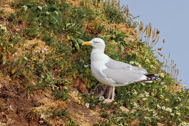 European Herring Gull - Larus argentatus