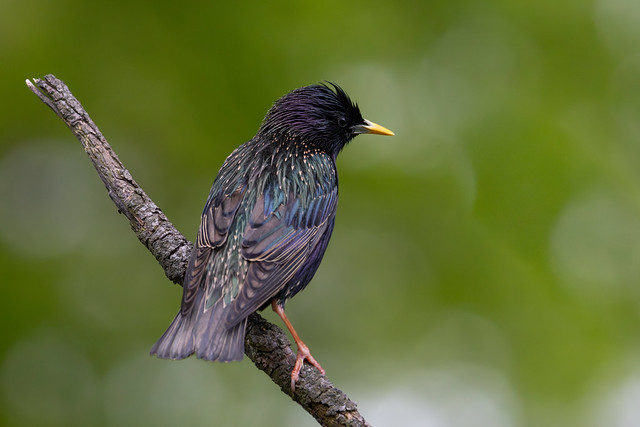 Starling Perched in the Bokeh