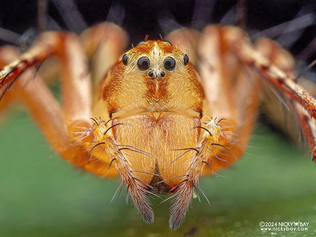 Lynx spider (Hamataliwa sp.) - P3126595