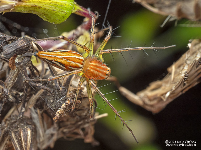 Lynx spider (Oxyopes sp.) - P3091915