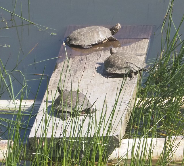 Southwestern Pond Turtles, Actinemys pallida