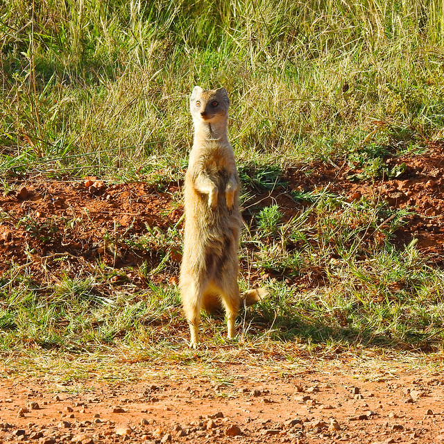 A Mongoose balancing act