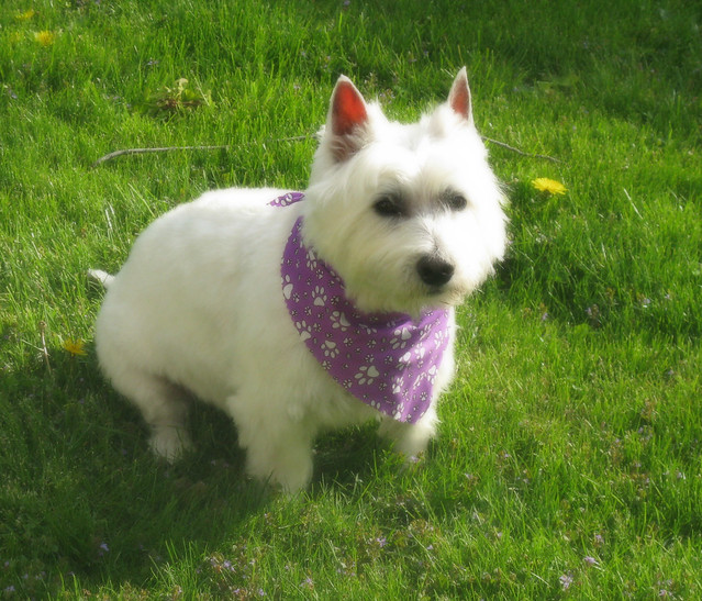 4/12B/24 ~ Lily, home from the groomer!