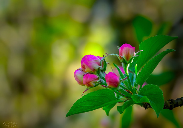 Apple flower buds