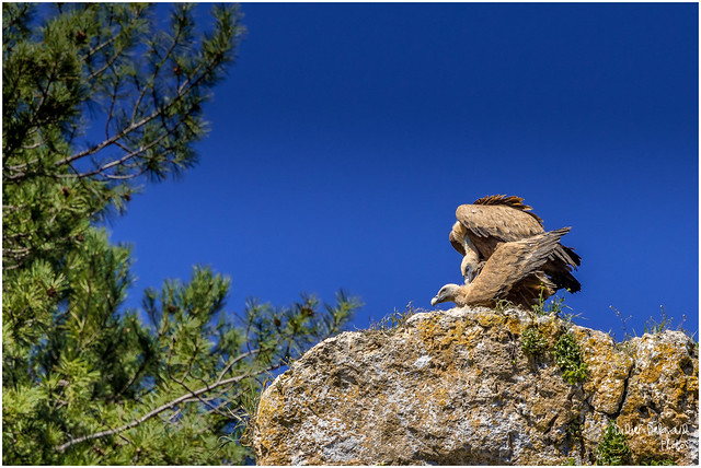 Accouplement de vautours fauves, Canyon del Lobos, Espagne