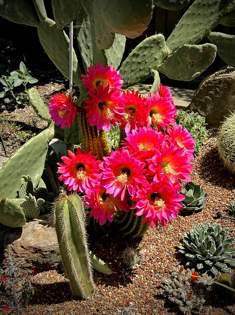 Cactus garden in bloom
