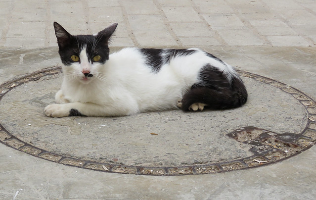 Street cats of Morocco