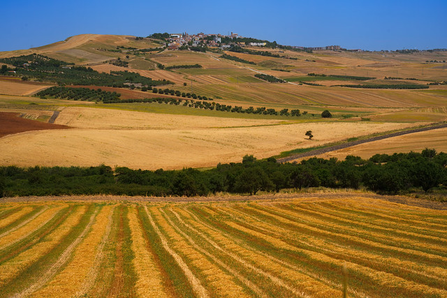 Country landscape near Troia,Apulia, Italy