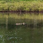 Duckling 2019 06 07 02 Stansberry Lake, Washington 2019