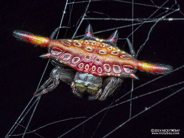 Spiny orb weaver (Gasteracantha cf. diardi) - P3091863