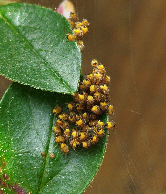Gartenkreuzspinne (Araneus diadematus) (2)