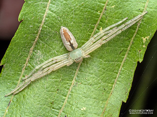 Huntsman spider (Olios sp.) - P3114510