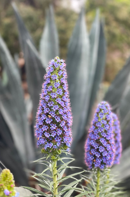 Purple Flowers in Palisades Park - Santa Monica, California