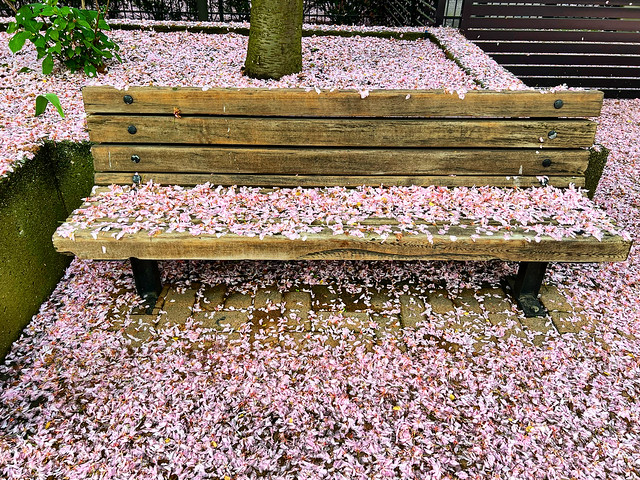 Blossoms on a Bench