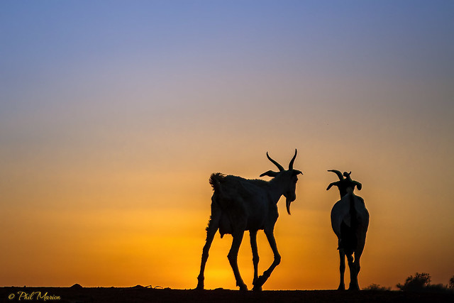 Silhouetted goats at sunrise- Djenne, Mali