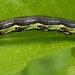Erannis defoliaria (Großer Frostspanner)