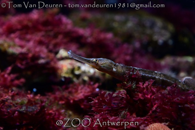 grote zeenaald - Syngnathus acus - Greater pipefish