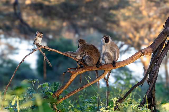 Vervet Monkey Family, Lewa Conservancy, Kenya