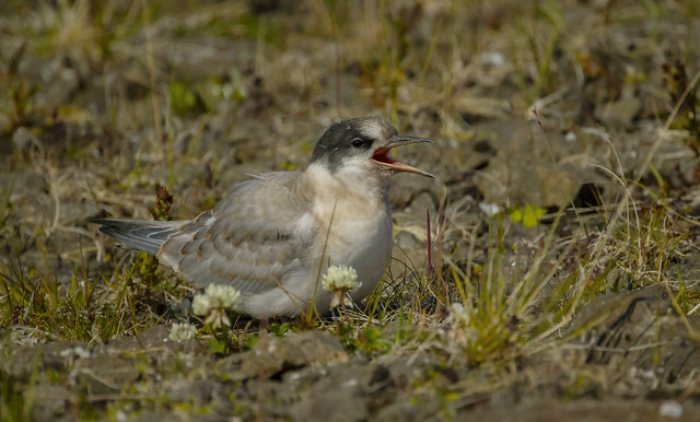 Young Arctic tern / Kría, ungi (Sterna paradisaea)