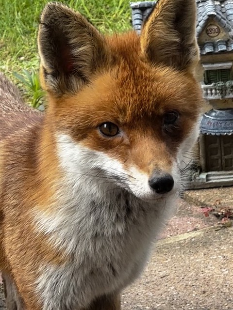 Pretty Little Fox