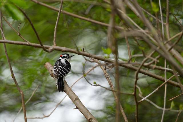 Downy Woodpecker in a Tree
