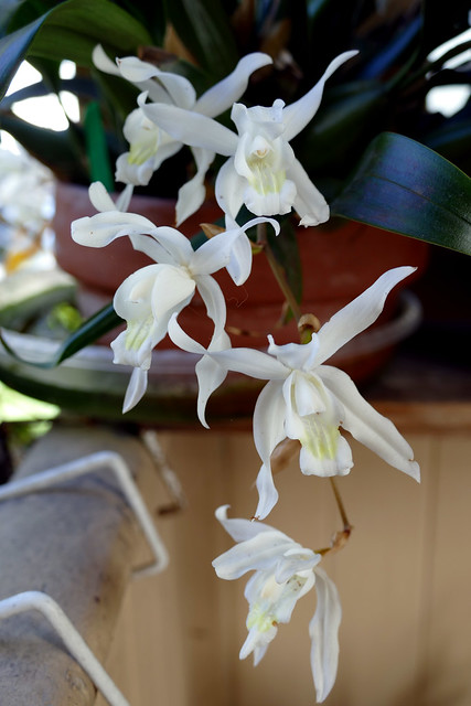 Coelogyne Unchained Melody natural primary hybrid 3-24