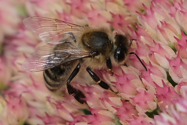 Western honeybee, Apis mellifera