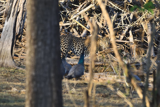 Indian leopard and Indian peafowl