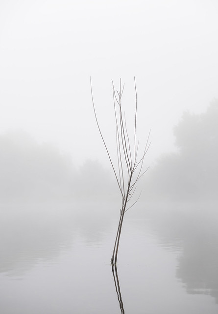 Small Tree in a Small Pond