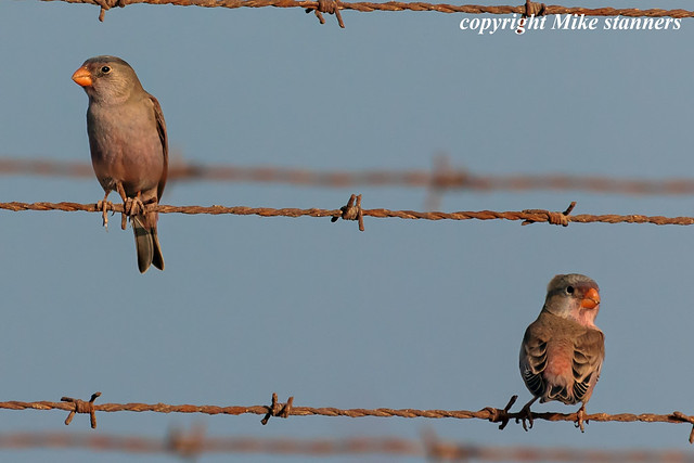 trumpeter finches ,Lanzarote airport