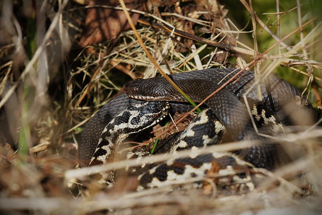 Mating adders