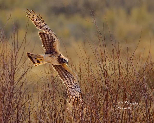 Northern Harrier Female on the hunt