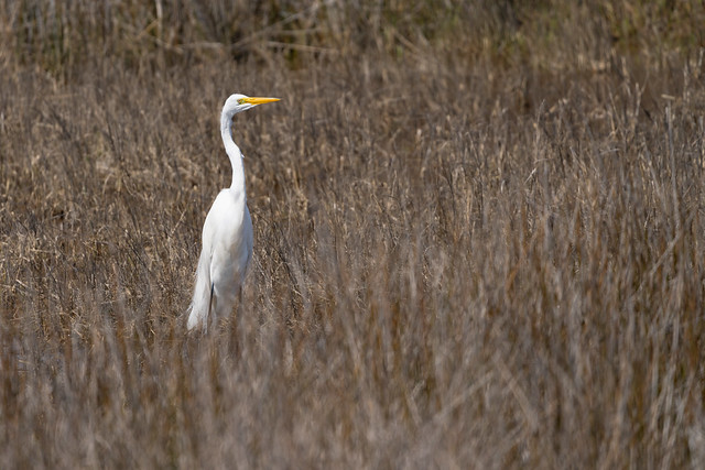 Standing Tall in the Marsh