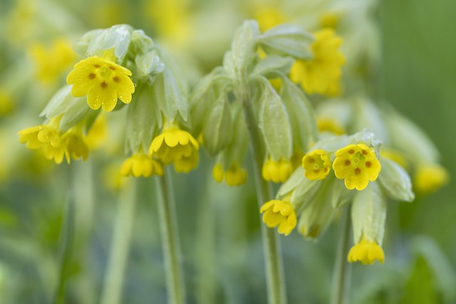 *Spring is cowslip time*