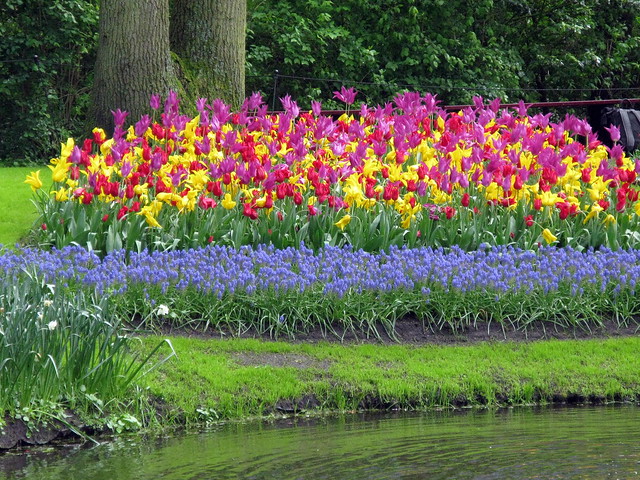 Another bed of tulips
