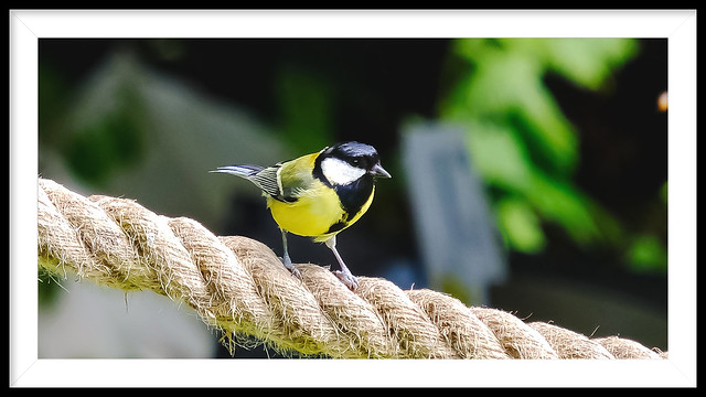 On the Ropes..Little great tit BTO London.