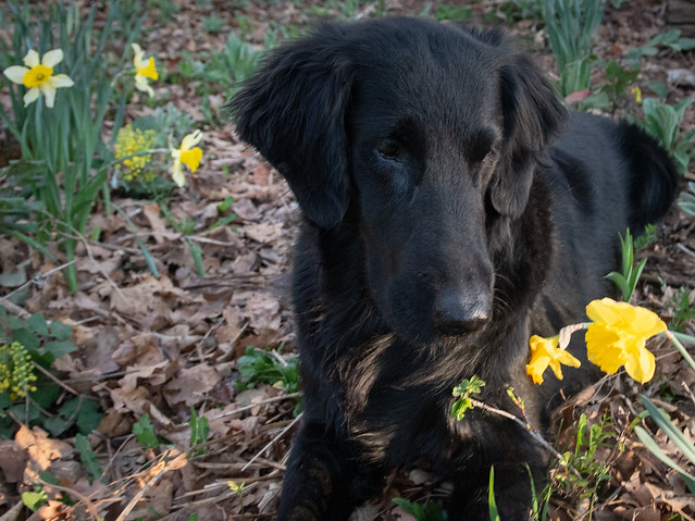 4/12 -- Sibley, pensive as she studies the daffodils