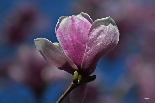 magnolia whisper
