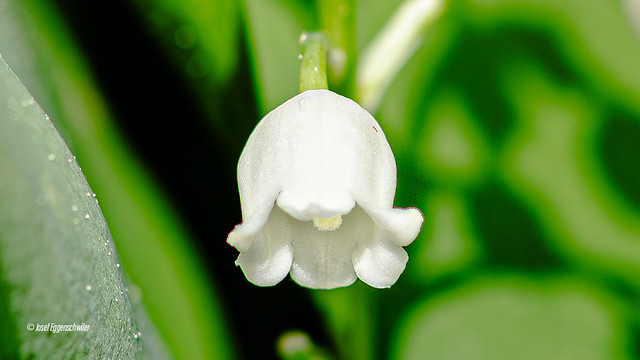 Macro der Maiglöckchenblüte/Macro of lily of the valley blossom