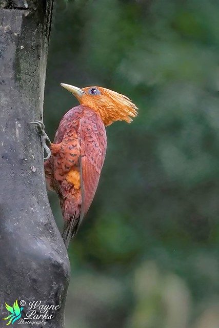 Chestnut-coloured Woodpecker F