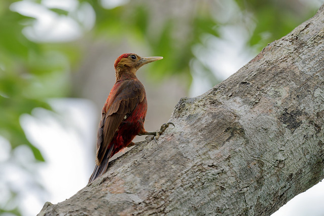 野口啄木鳥 Okinawa woodpecker
