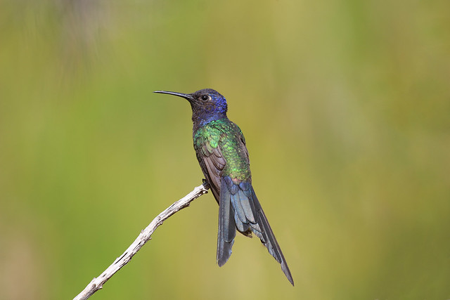Swallow-tailed Hummingbird ( Eupetomena macroura)