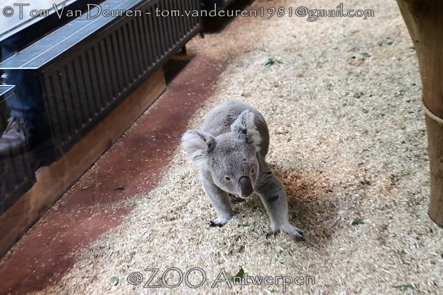 Queensland Koala - Phascolarctos cinereus