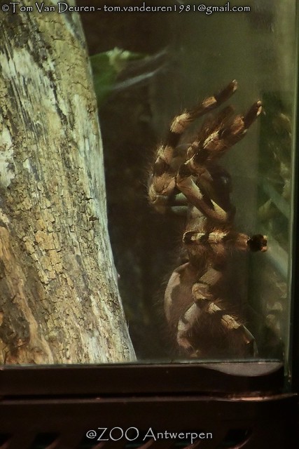Indiase boomvogelspin - Poecilotheria regalis - Indian ornamental tree spider