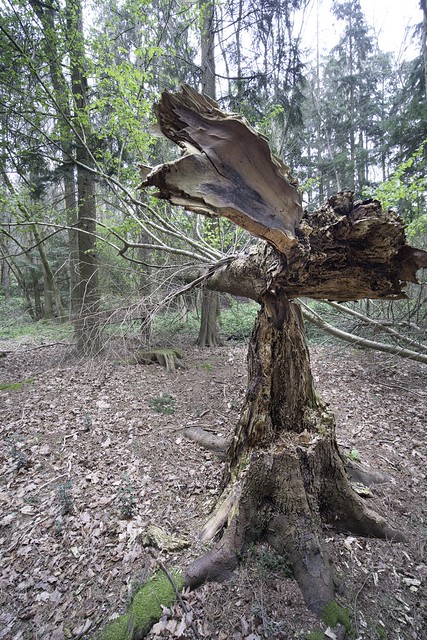 Fallen Pine