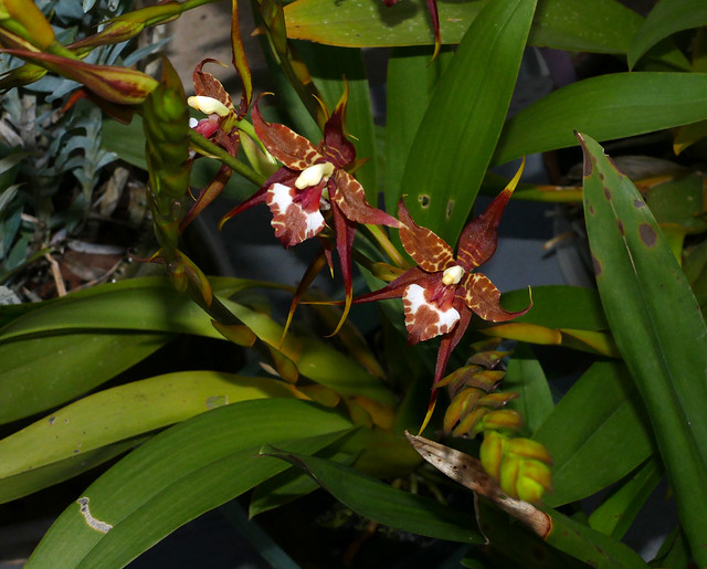 Rhynchostele cordata ('Pacifica' x 'Leopard' AM) species orchid