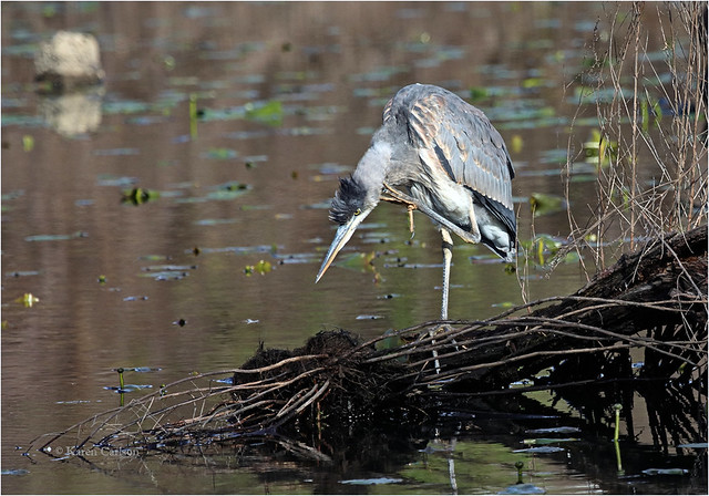 Great Blue Heron with an Itchy Neck